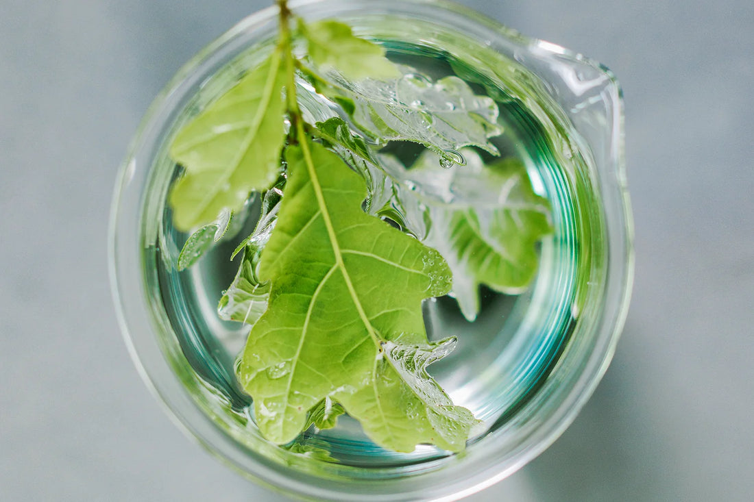 Eichenblätter im Wasserglas