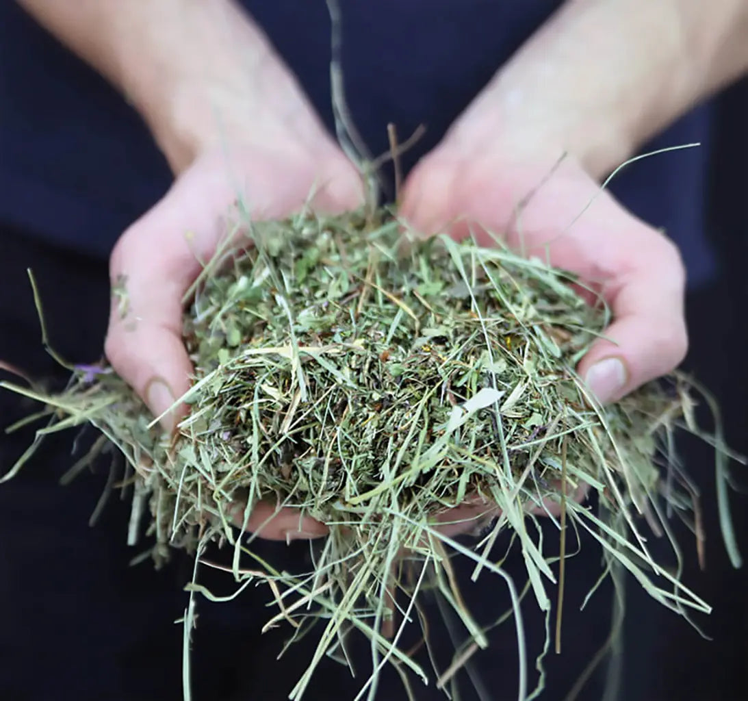 Heublumen in der Hand