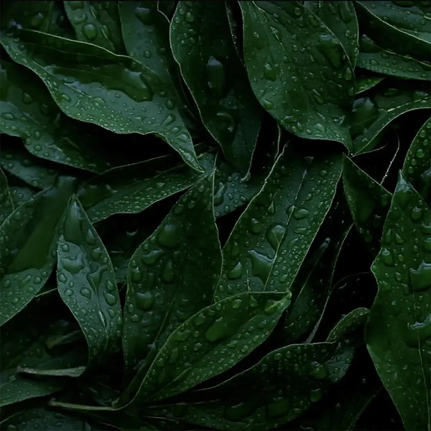 Hintergrund mit grünen Blätter